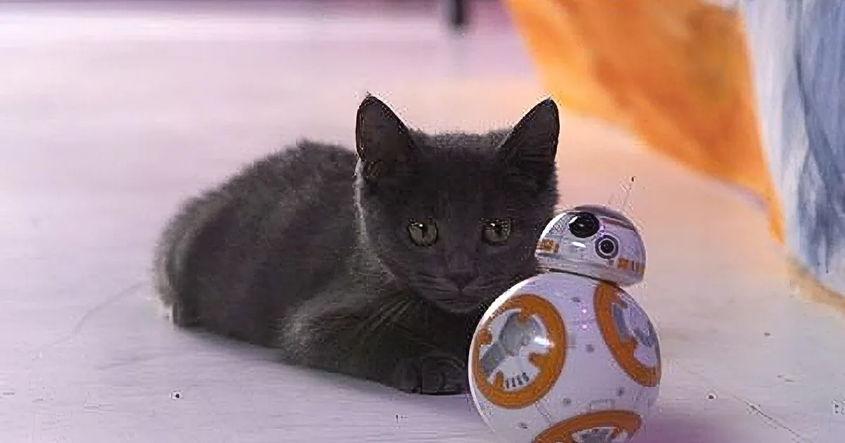 These Kittens Test Drive the New Bb8 Star Wars Toy Every Kid (And Kitten) Is Going to Want.