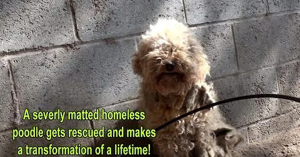 This Severely Matted Homeless Poodle Gets Rescued & Makes a Transformation of a Lifetime!