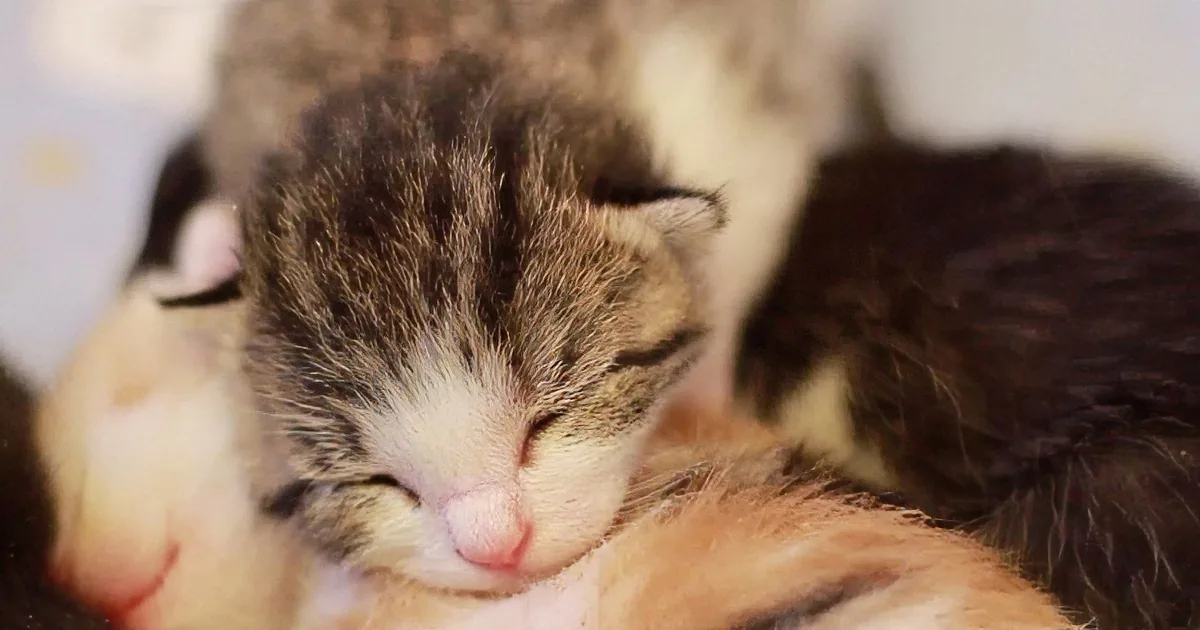 This Stray Cat Was Taken to a Foster Home... and She Gave Birth to 5 Adorable Kittens!