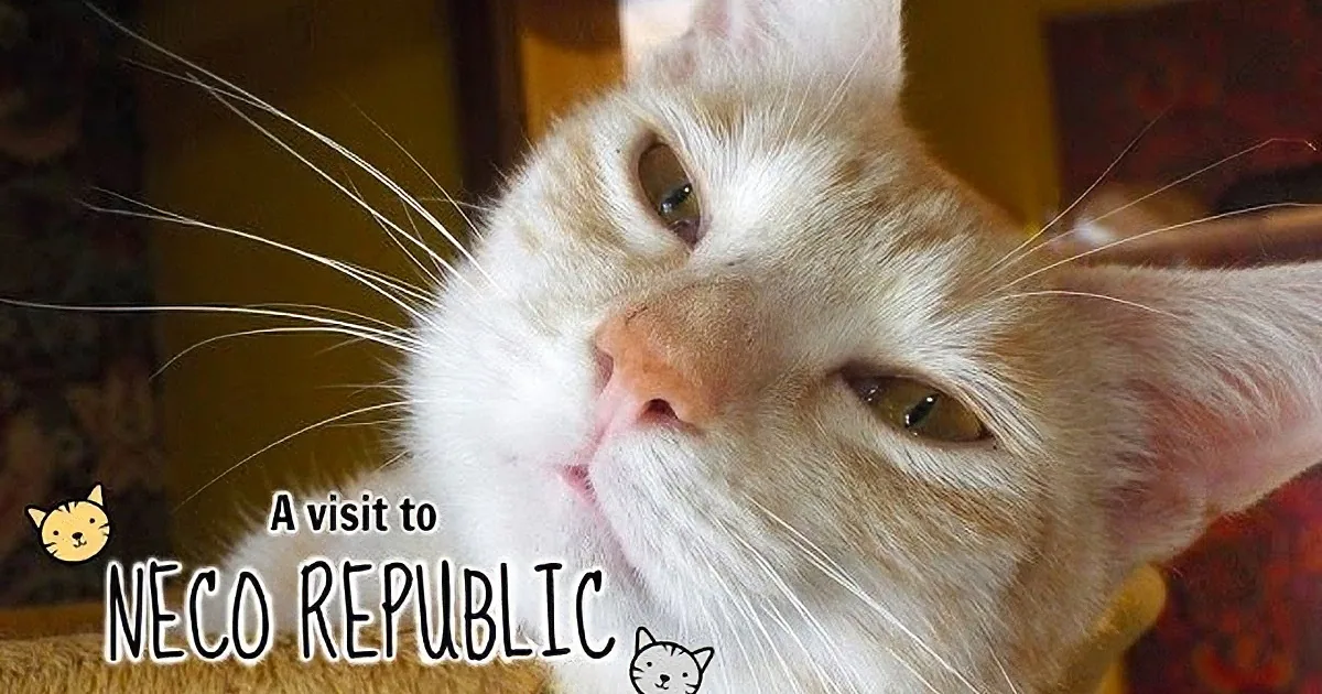 An orange tabby cat with a close-up of its face and whiskers, with text "A visit to Neco Republic" and small cartoon cat...