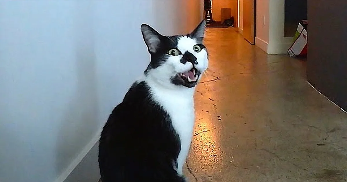 Mewsical Cats? Noise to Some, a Symphony to Others; It's All Music to My Ears!