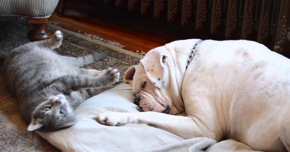 This Precious Kitty Won''t Leave This Bulldog Alone, When You See Why Your Heart Will Melt...Aww!