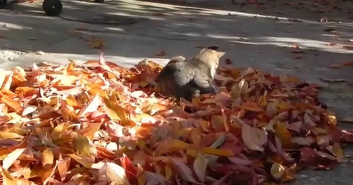 This Kitty Discovers a Pile of Fresh Leaves, so There''s Only One Thing to Do! so Cute!!