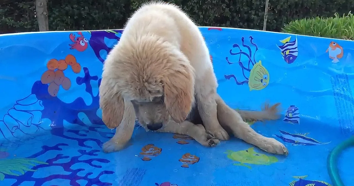 This Puppy Is Totally Baffled by the Fish Painted on the Bottom of the Kiddie Pool