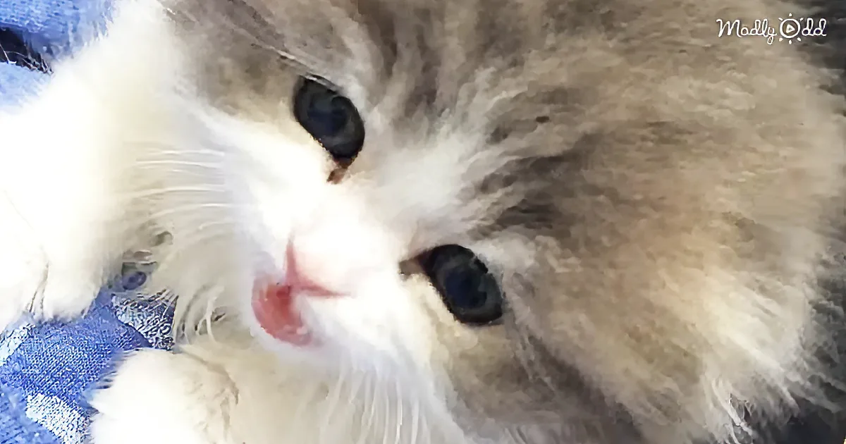 This Tiny Kitten Doesn''t Exactly Meow, but Her Squeak Is Hilarious
