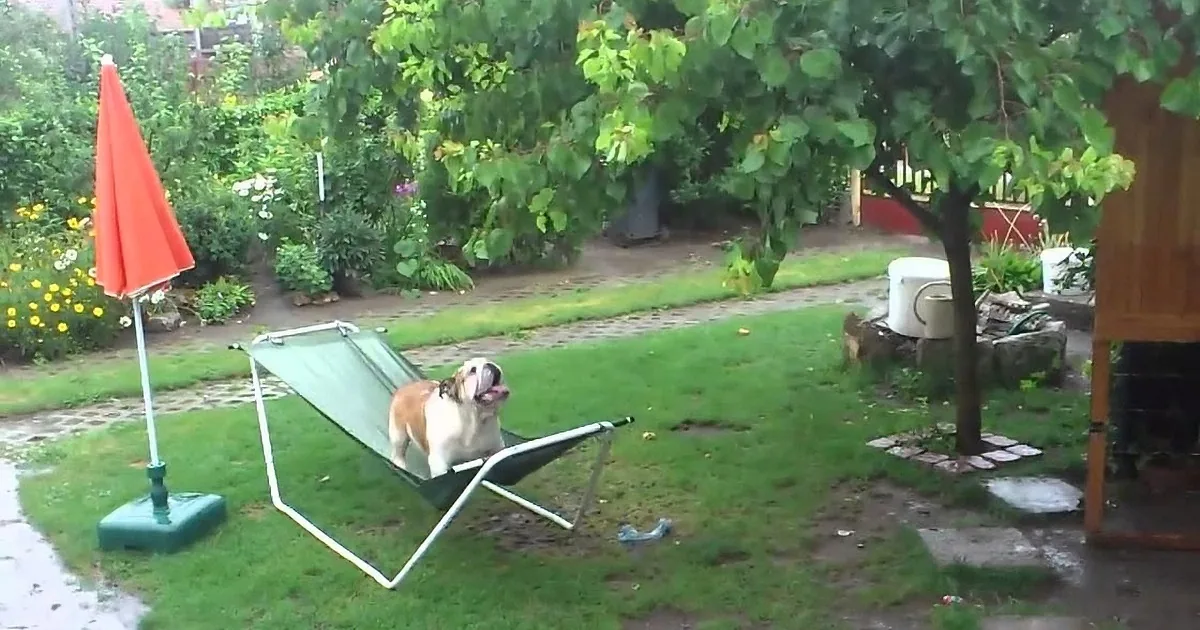 This Bulldog Went Outside to Play in the Rain!! What Happened Next? I Can''t Stop Laughing! LOL!