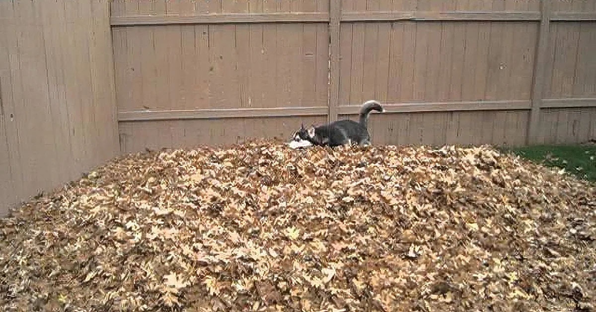 This Husky Playing in a Pile of Leaves Will Make You Sooo Excited for Fall