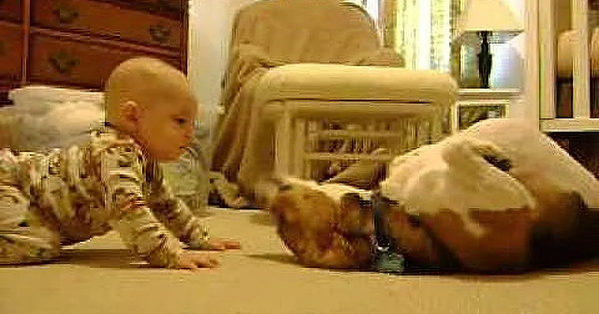 Beagle Meets Baby for the First Time, but When He Does This, You Will Fall in Love!