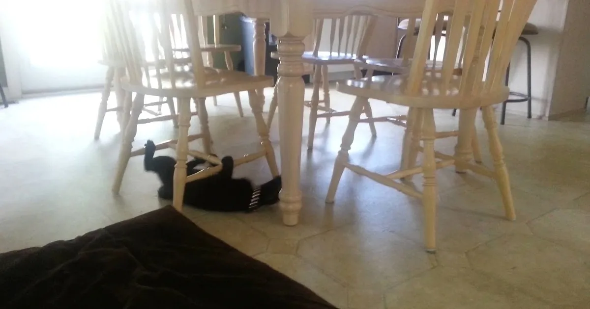 What Does This Kitty Think He''s Doing Under the Kitchen Table... Hilarious!