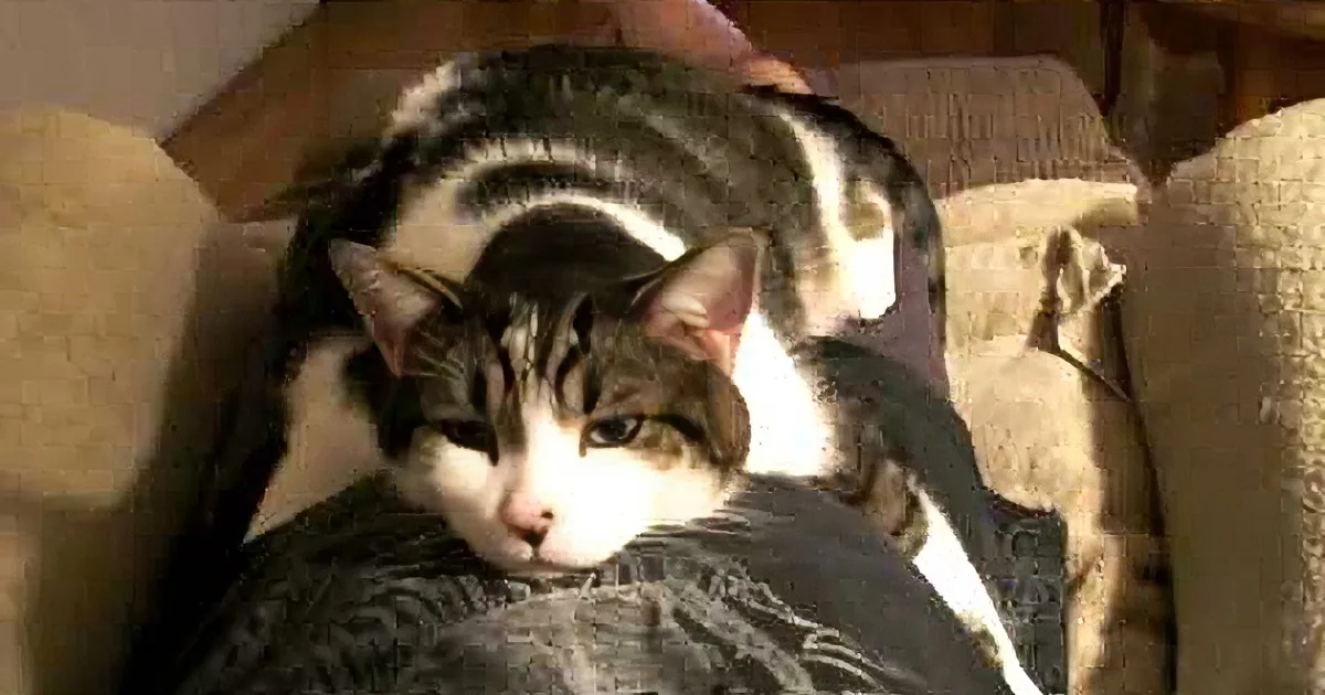 This Cute Kitty Is the Best TV Watching Buddy Ever! Absolutely Precious...Aww!