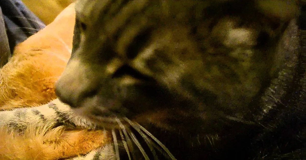 When You Watch This Sweet Kitty Giving the Dog a Massage, All That Stress Will Melt Away!
