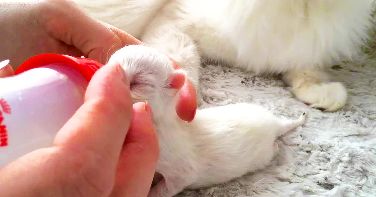 This Newborn Ragdoll Kitten Has Quite the Healthy Appetite