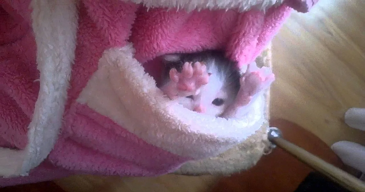A small white and black kitten is nestled inside a pink and white plush cat bed, with its paws visible.