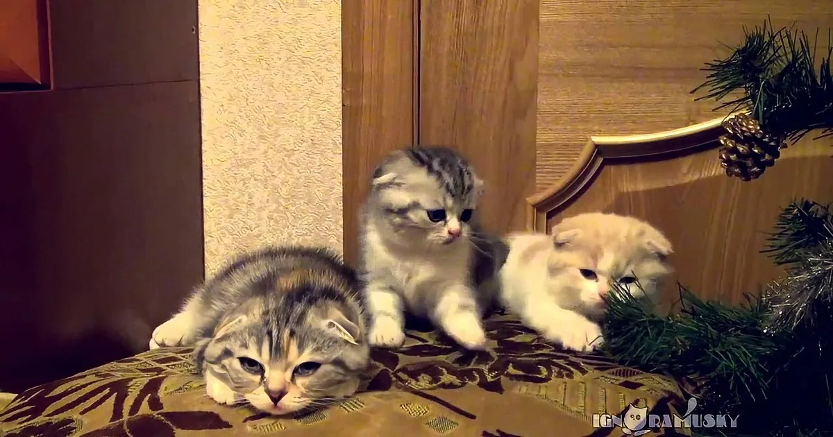 Two kittens playfully interact on a bed with a Christmas tree branch in the background.