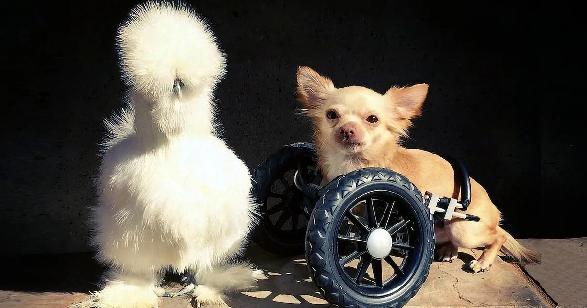 A fluffy white bird and a small dog in a wheelchair are sitting on a stone surface.