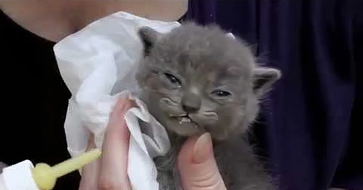 These Baby Kittens Are Hungry and Love Their Bottles... Too Cute for Words!
