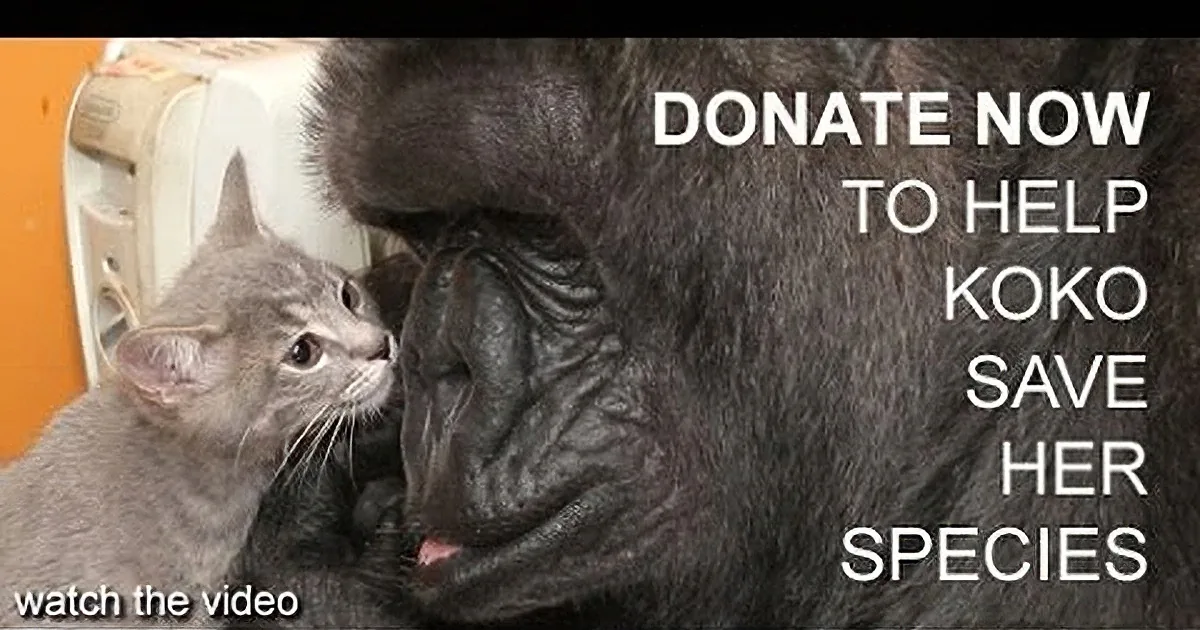 After Mourning the Loss of Her Cat, This Gorilla Decides It''s Time to Adopt Again... Aww!