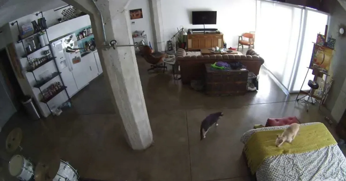 A cat lounges on a bed in a spacious, eclectic living room with a kitchen, couch, and drum set.