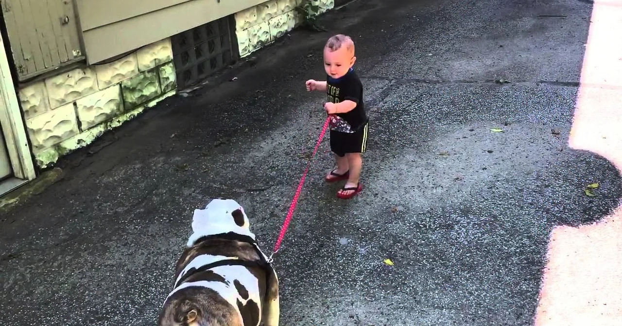 A toddler holds a red leash attached to a dog, both standing on a wet driveway near a house.