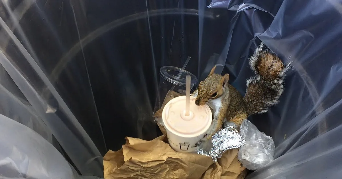 A squirrel is perched on a trash can, drinking from a cup with a straw.