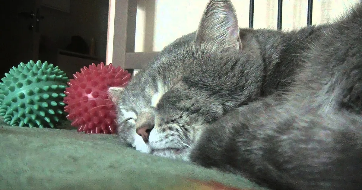 When His Human Comes Down With a Cold, This Cat Does the Most Unexpected Thing Ever
