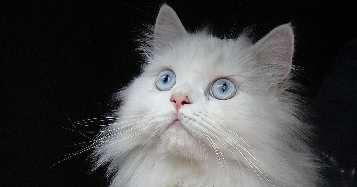 When You See This Majestic Fluff Ball Float Through the Air in Slow Motion, Your Jaw Will Drop