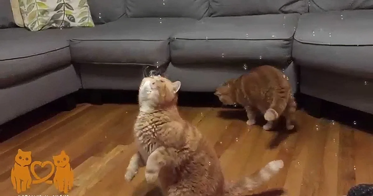 These Cats Discover Bubbles for the First Time. Their Reaction? Everything You Would Expect!