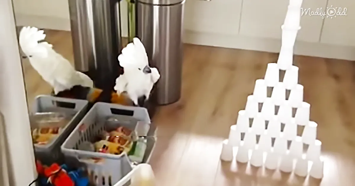 Two white birds stand near trash cans, one perched on a basket, with a pyramid of white cups on the floor nearby.