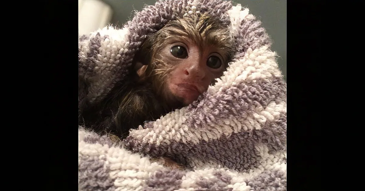 Meet Toby the Tiny Monkey, It''s Bath Time for Him and It''s Oooh Sooo Good!