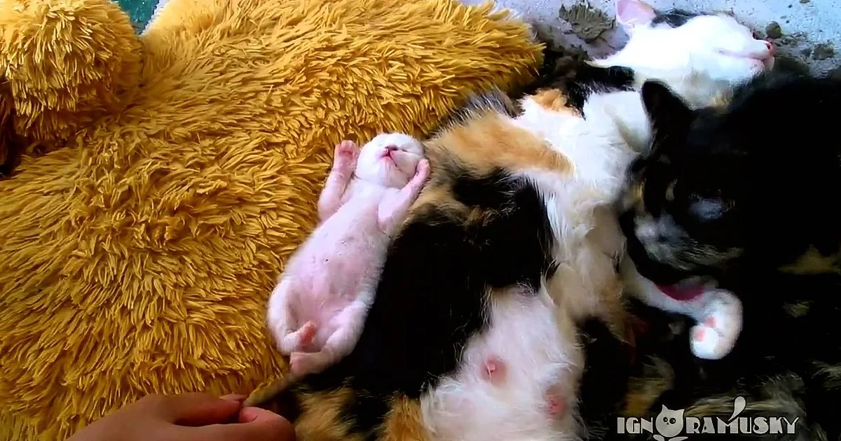 This Teensy Tiny Kitten Is off in Lah-Lah Land and Having the Best Dream Ever!