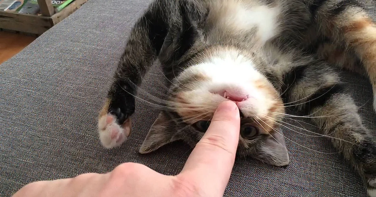 This Little Kitten Loves Having His Nose Tickled, and His Reaction? Too Cute for Words!