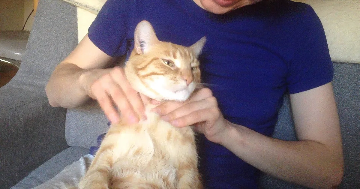 An orange tabby cat is being held and petted by a person in a blue shirt.