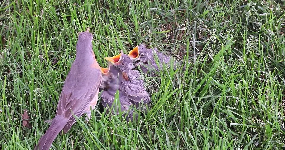 He Saw Baby Robins Falling From a Tree, but What He Saw When He Got Closer Will Make You Cry!