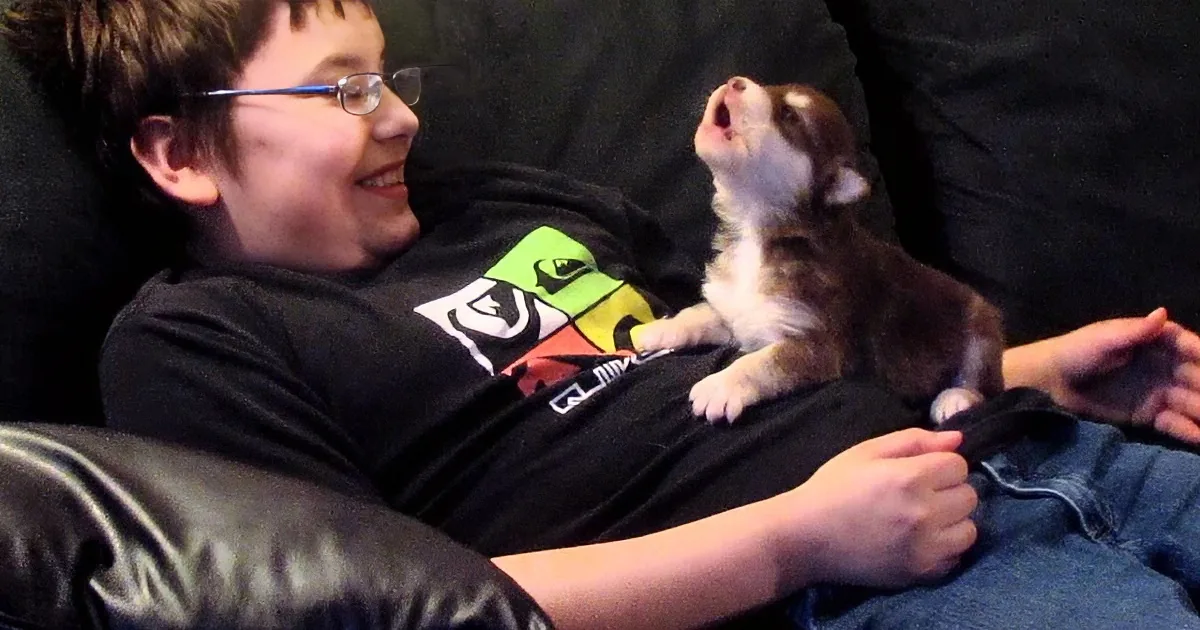 A boy in glasses smiles as a small brown and white puppy sits on his lap, looking up.