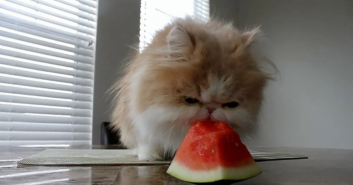 This Kitty Loves Watermelon, but When It''s the Doggie''s Turn? OMG! I''m Laughing so Hard!