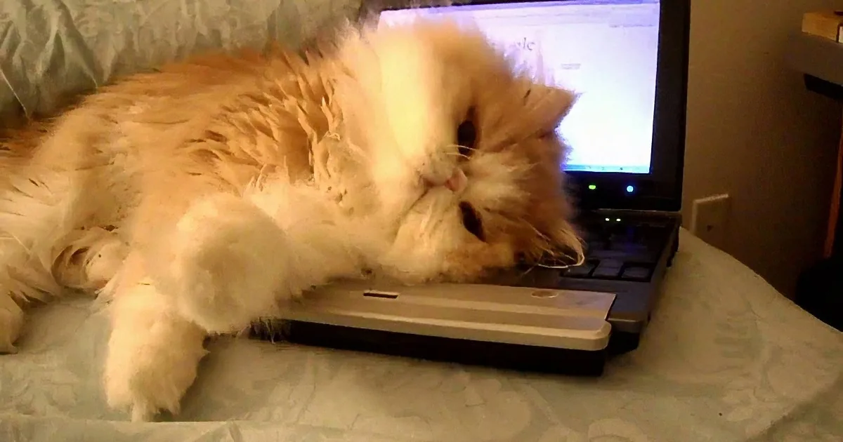 When Mom Put Her Laptop on the Bed, This Kitty Cat Decided He Wasn''t Going to Give It Back