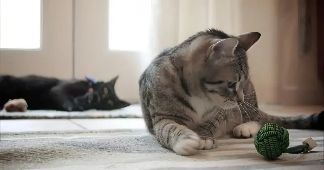 A tabby cat lies on a rug, intently focused on a green ball toy.