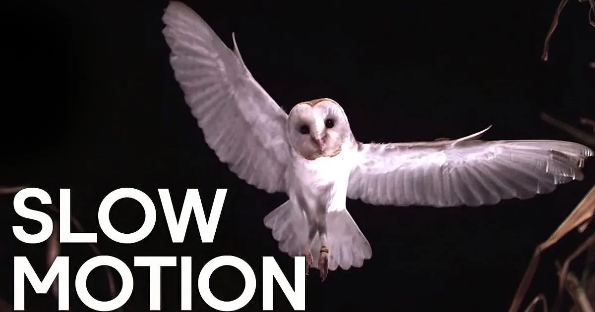 A barn owl in flight with wings spread wide, set against a dark background.