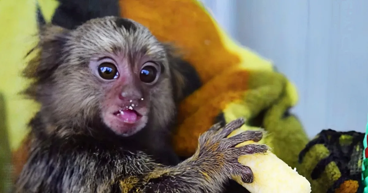 A baby monkey with a curious expression, holding onto a yellow blanket.