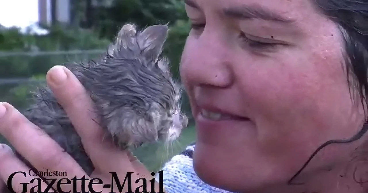 You Won't Believe What This Woman Does to Save a Kitten's Life... I've No Words Left!
