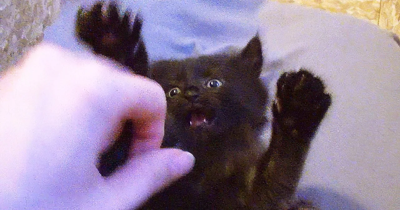 A small black kitten with wide eyes and an open mouth is being petted by a hand.