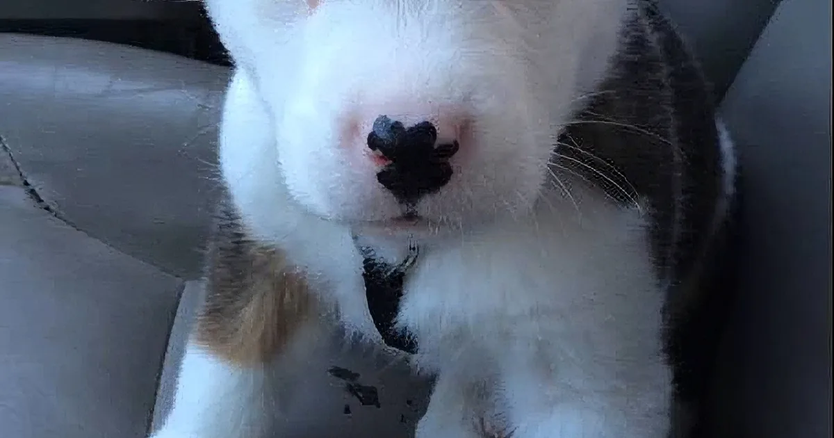 A close-up of a white and brown cat's face, showing its nose and whiskers, with a black spot on its nose.