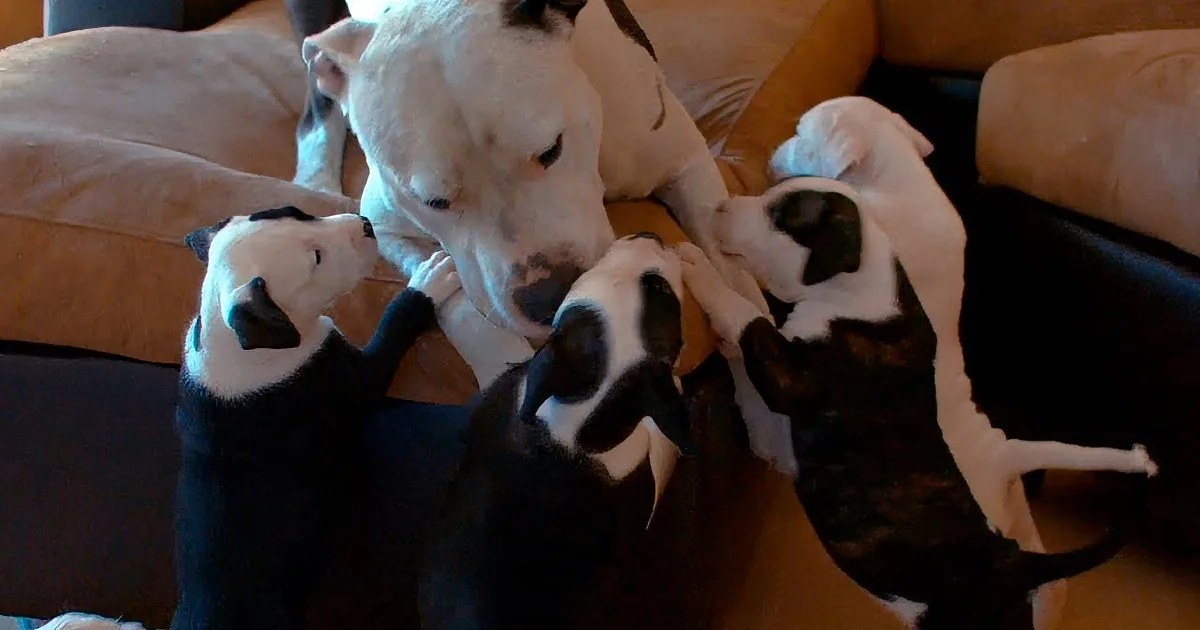 A white dog is surrounded by four black and white puppies, all interacting closely on a couch.