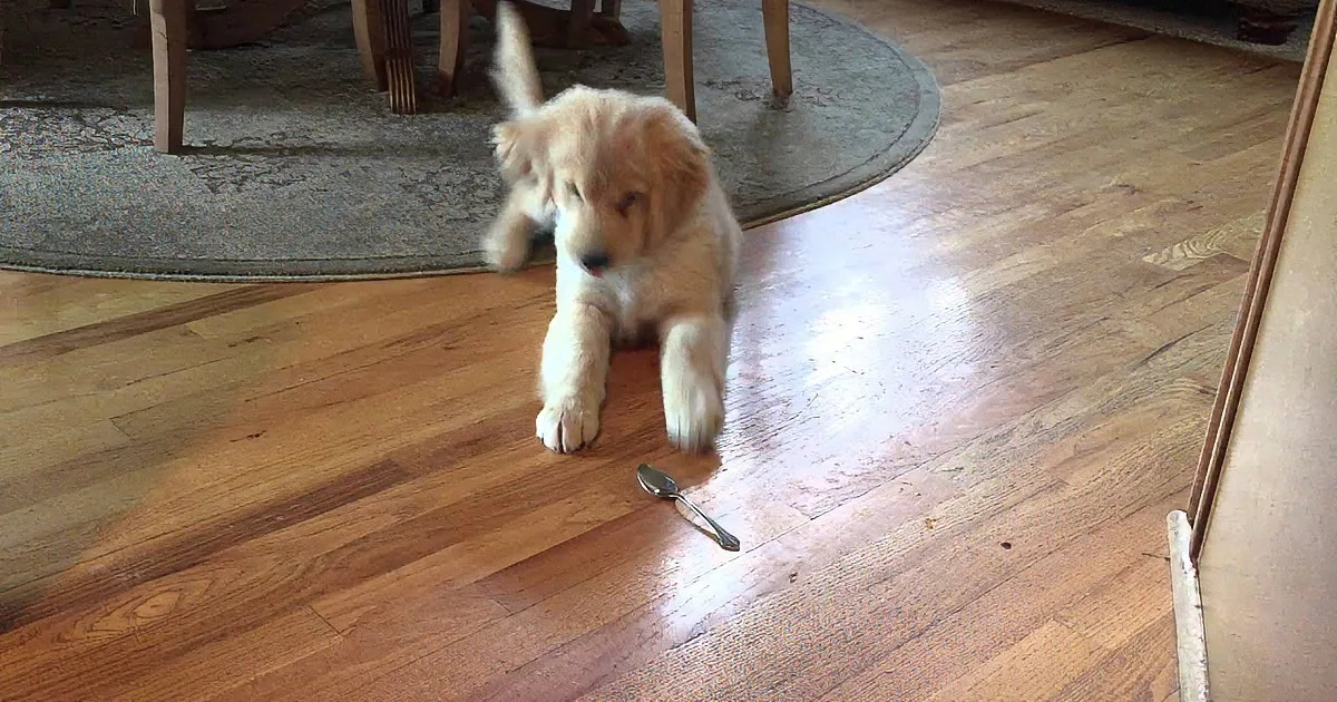 OMG! This Golden Retriever Puppy Sees a Friend in a Spoon! Sooo Cute!