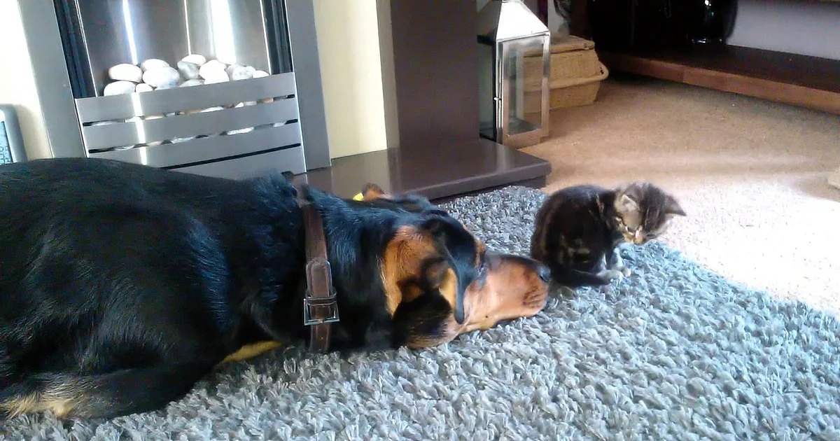 ''Kitty, I Want to Be Your Friend, Puhleeeze??'' -- This Doggie Soooo Loves This Kitty... Adorable!