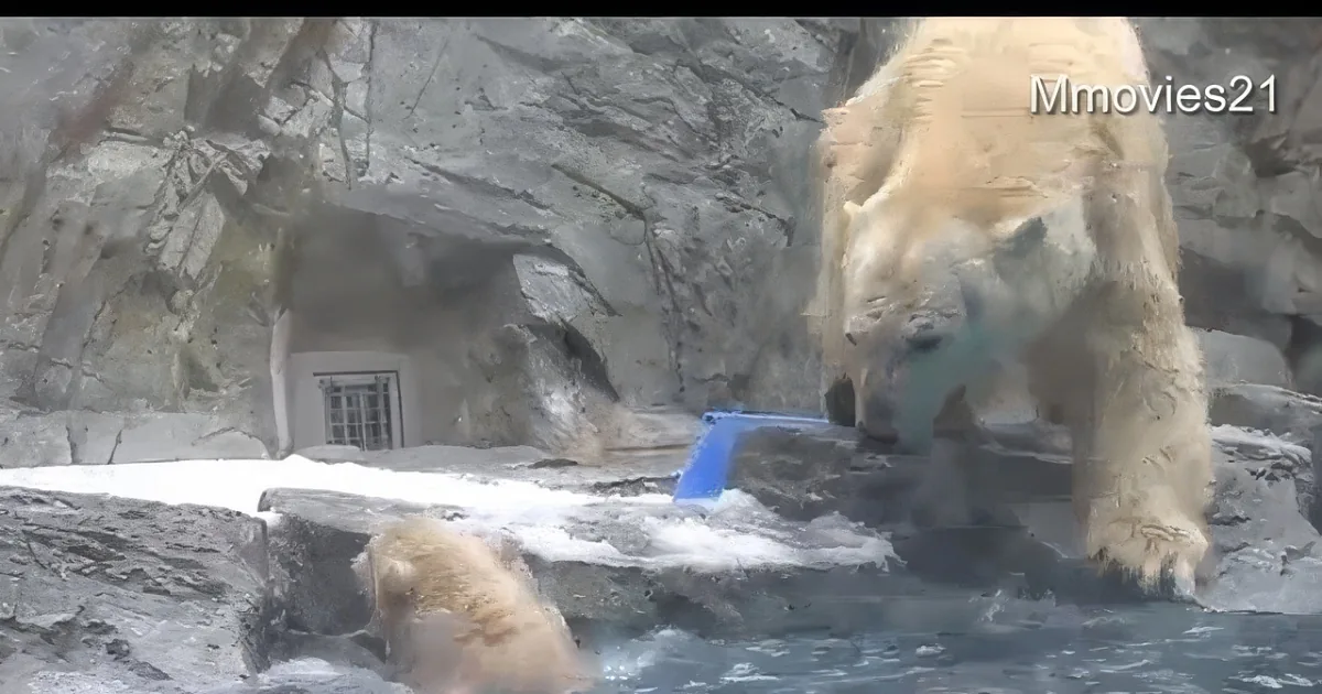 Mom to the Rescue! Polar Bear Saves Her Baby From Drowning. but How She Does It? I''m Speechless!