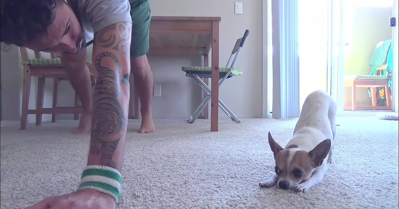 Just Watch and Be Amazed by Pancho the Chihuahua Yoga Guru... Too Cute for Words!