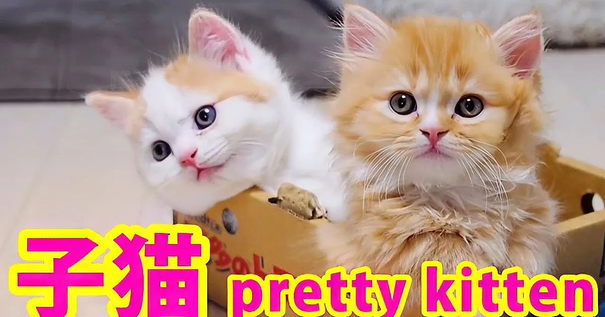 OMG! Look at This Bunch! Partying and Living It up, I Wish I Was a Cat... Adorable!