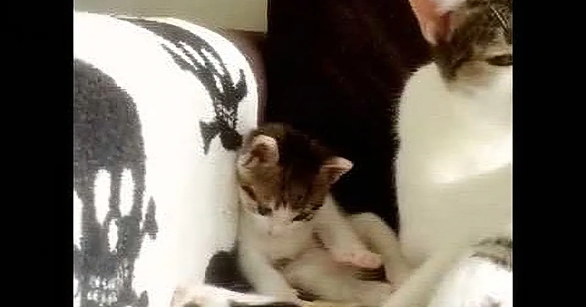 A small white and brown kitten is nestled in a cozy, patterned blanket, surrounded by other cats.