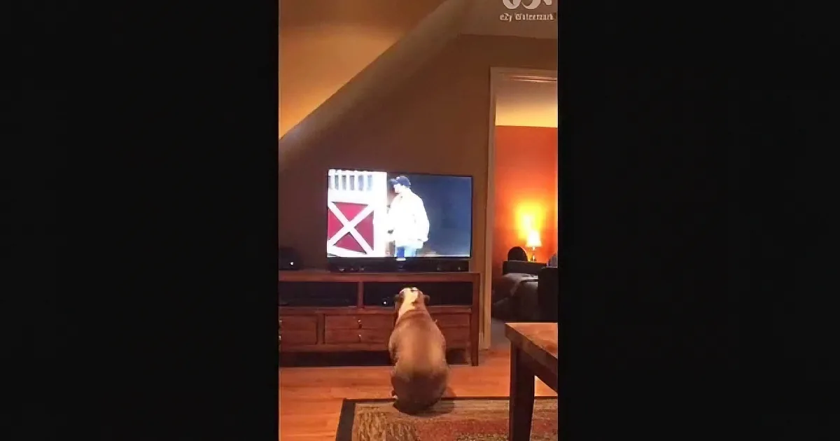 When a Bulldog Likes Your Commercial, You Know You''ve Done a Good Job!
